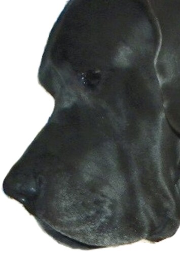 Gentle Giant