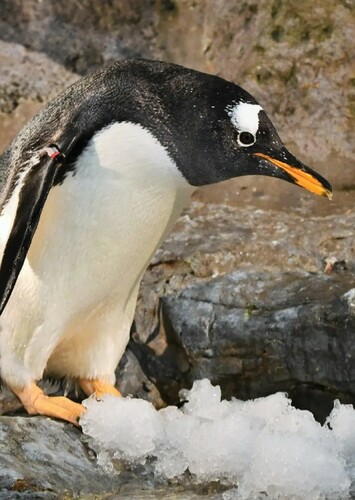 Gentoo Penguin