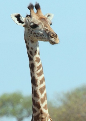 George the Giraffe