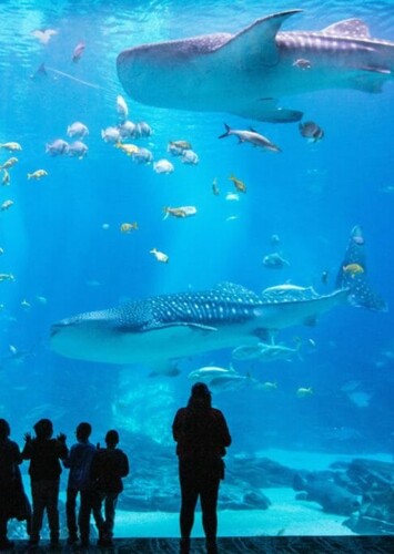 Georgia Aquarium