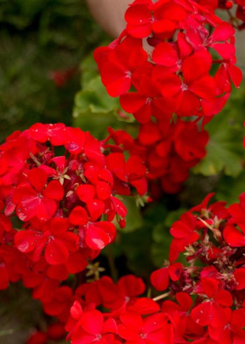 Geranium