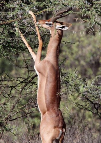 Gerenuk