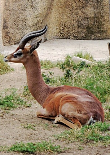 Gerenuk