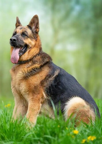 German Shephard