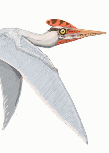 Germanodactylus