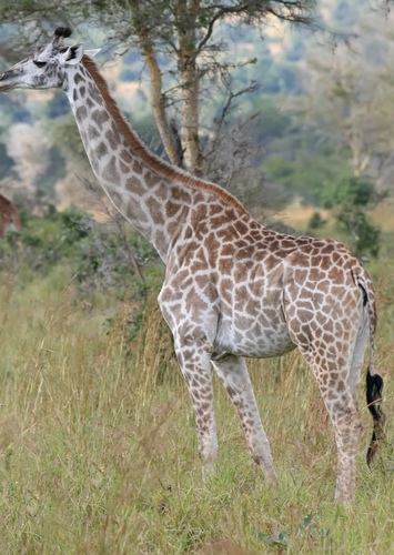 Gertie the Giraffe