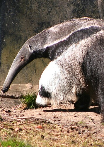 Giant Anteater