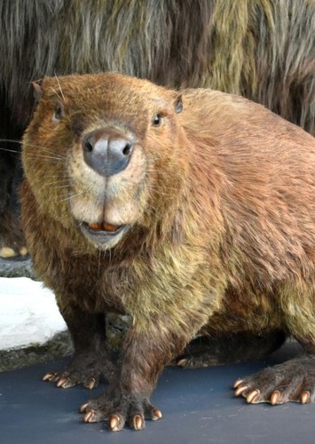Giant Beavers