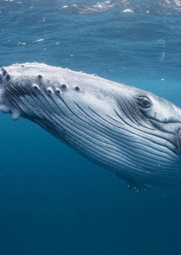 George the Giant Blue Whale