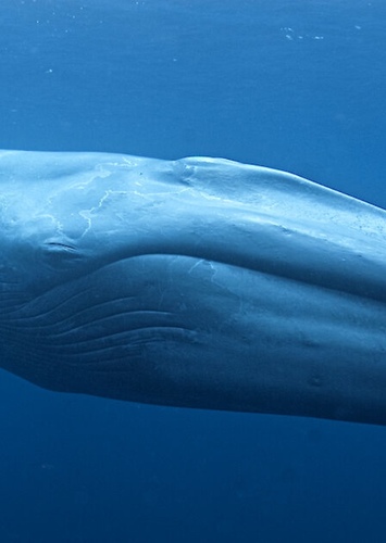 Giant Blue Whale