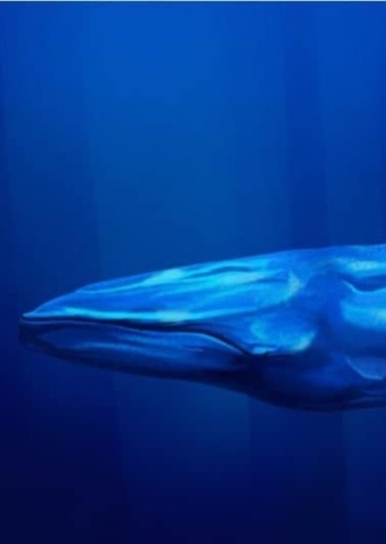 Giant Blue Whale