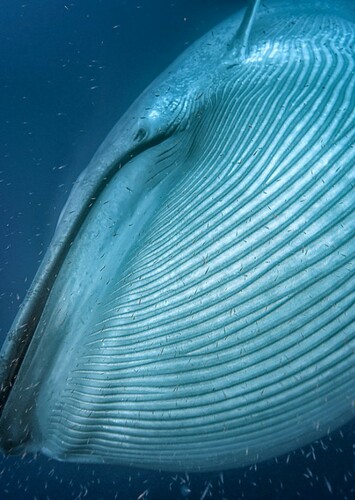 Giant Blue Whale