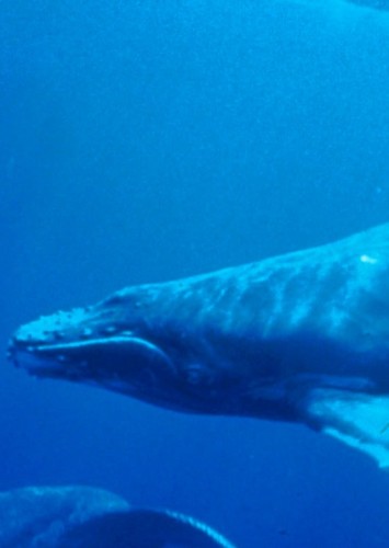 Giant Humpback Whale