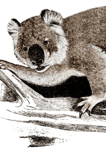 Giant Koala