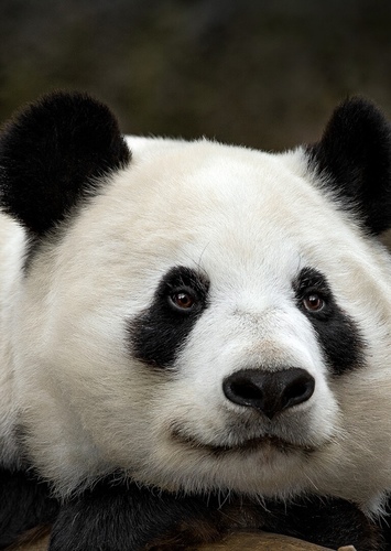Giant Panda
