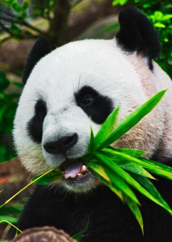 Giant Panda