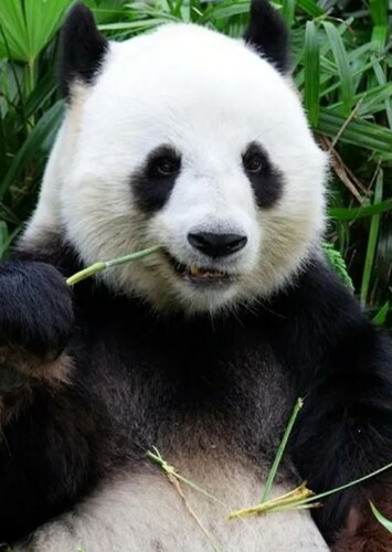 Giant Panda