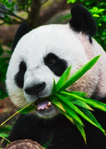 Giant Panda