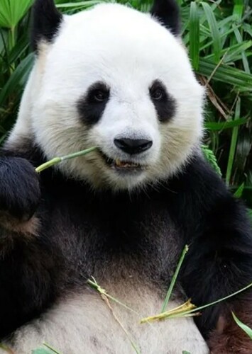 Giant Panda