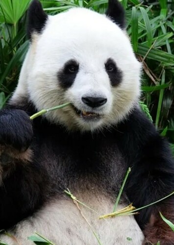 Giant Panda
