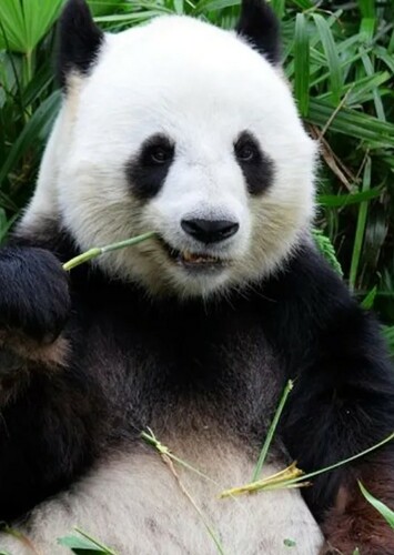 Giant Panda