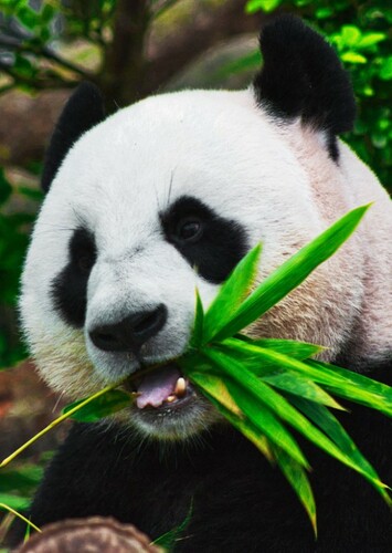 Giant Panda