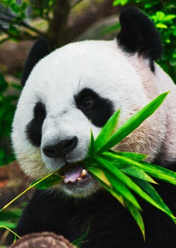 Giant Panda