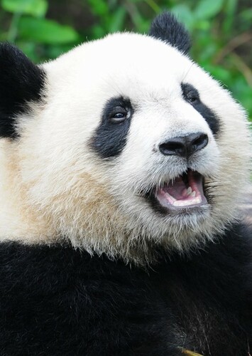 Giant Panda