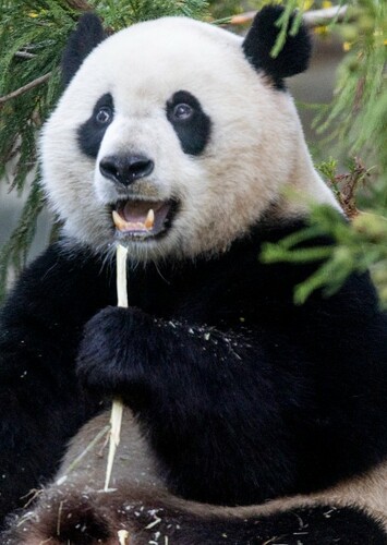 Giant Panda