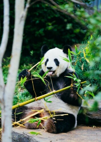 Giant Panda