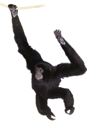 Gibbon