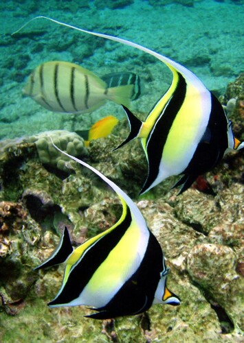 Gill