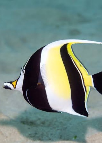 Gill