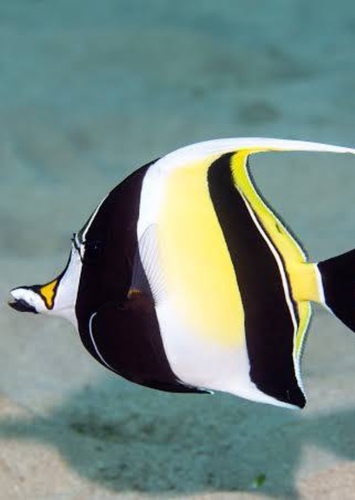 Gill