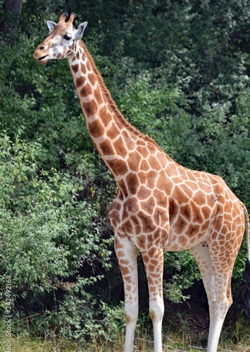 Gina the Giraffe