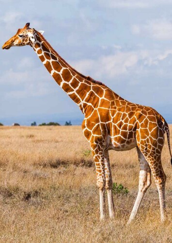 Gina the Giraffe