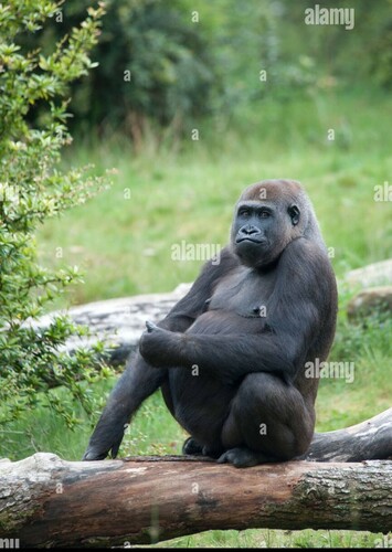 Gina the Western Lowland Gorilla