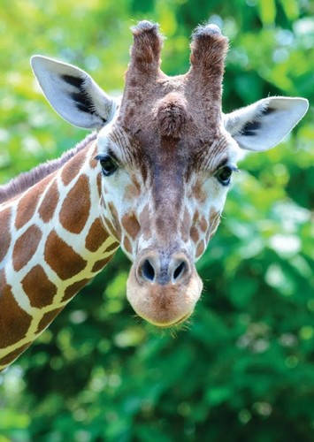Giraffe