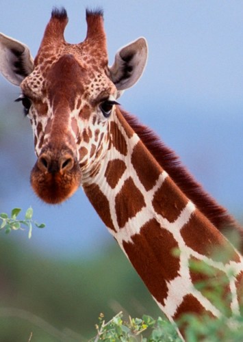 Giraffe