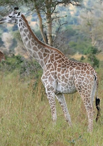 Giraffe