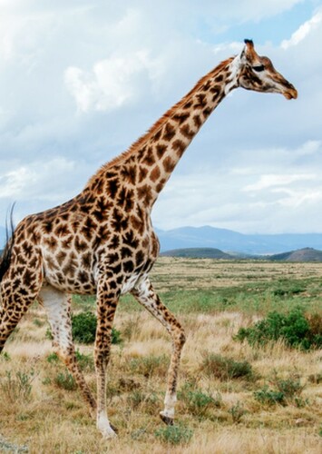 Giraffe
