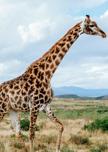 Giraffe