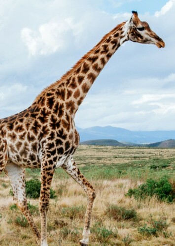 Giraffe