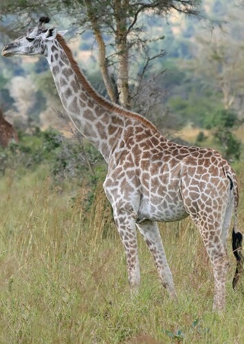 Giraffe