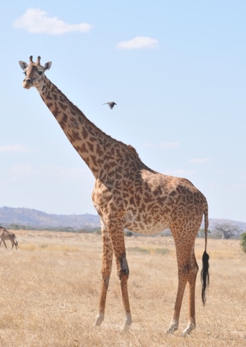 Giraffe