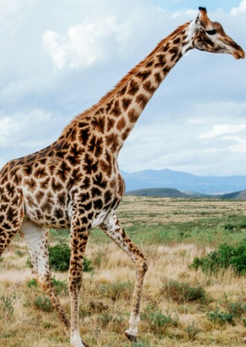 Giraffe