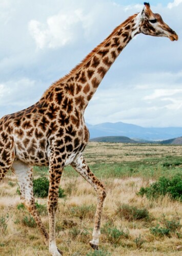 Giraffe