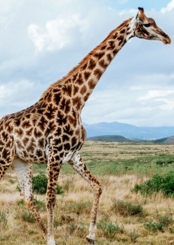 Giraffe