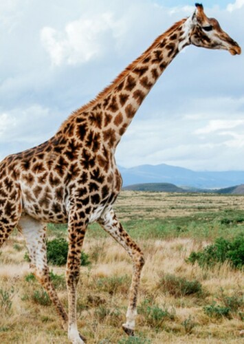 Giraffe