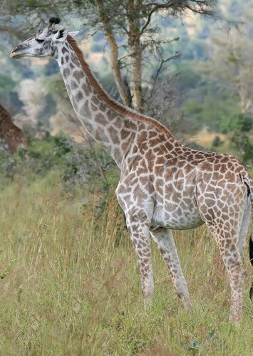 Giraffe